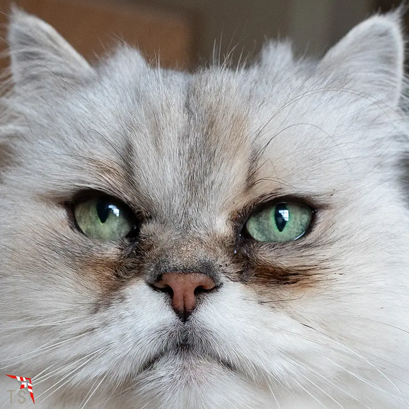 Portrait von Luna :-)