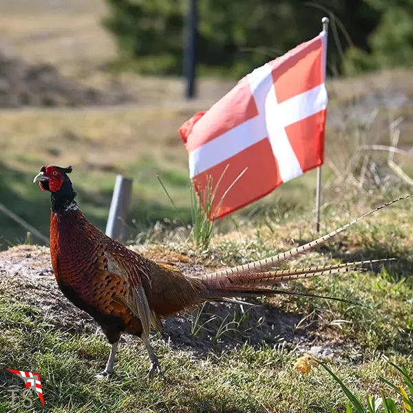 Der Fasan "Karl" vorm Sommerhaus
